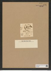 Asterodiscus johnsonii Ralfs. (de-Toni-Nr.: Genus 239, Species 5723) Zeichnungen Sammlung Grunow Nr. 9720 (NHMW-BOT-W0379666)
